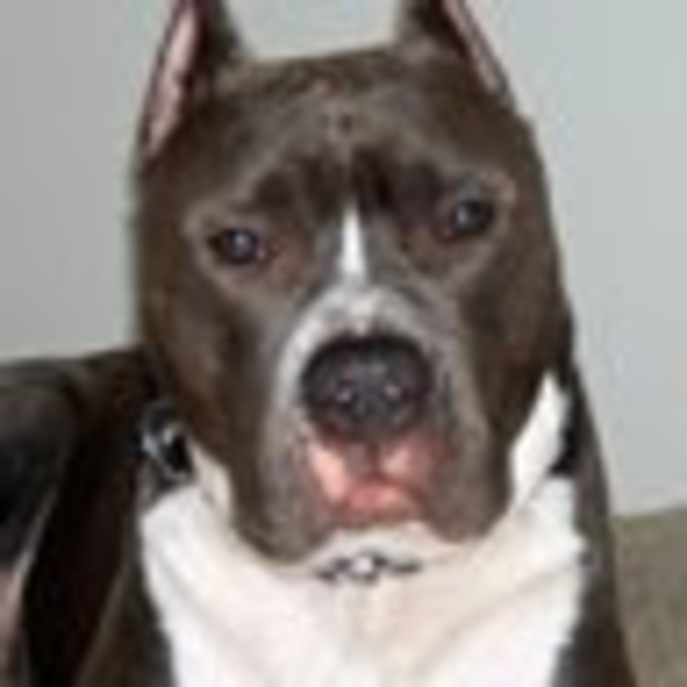 Meet your Posher, Bruno